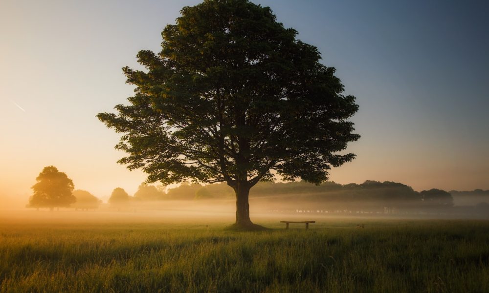 tree in the middle of a field