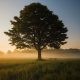 tree in the middle of a field