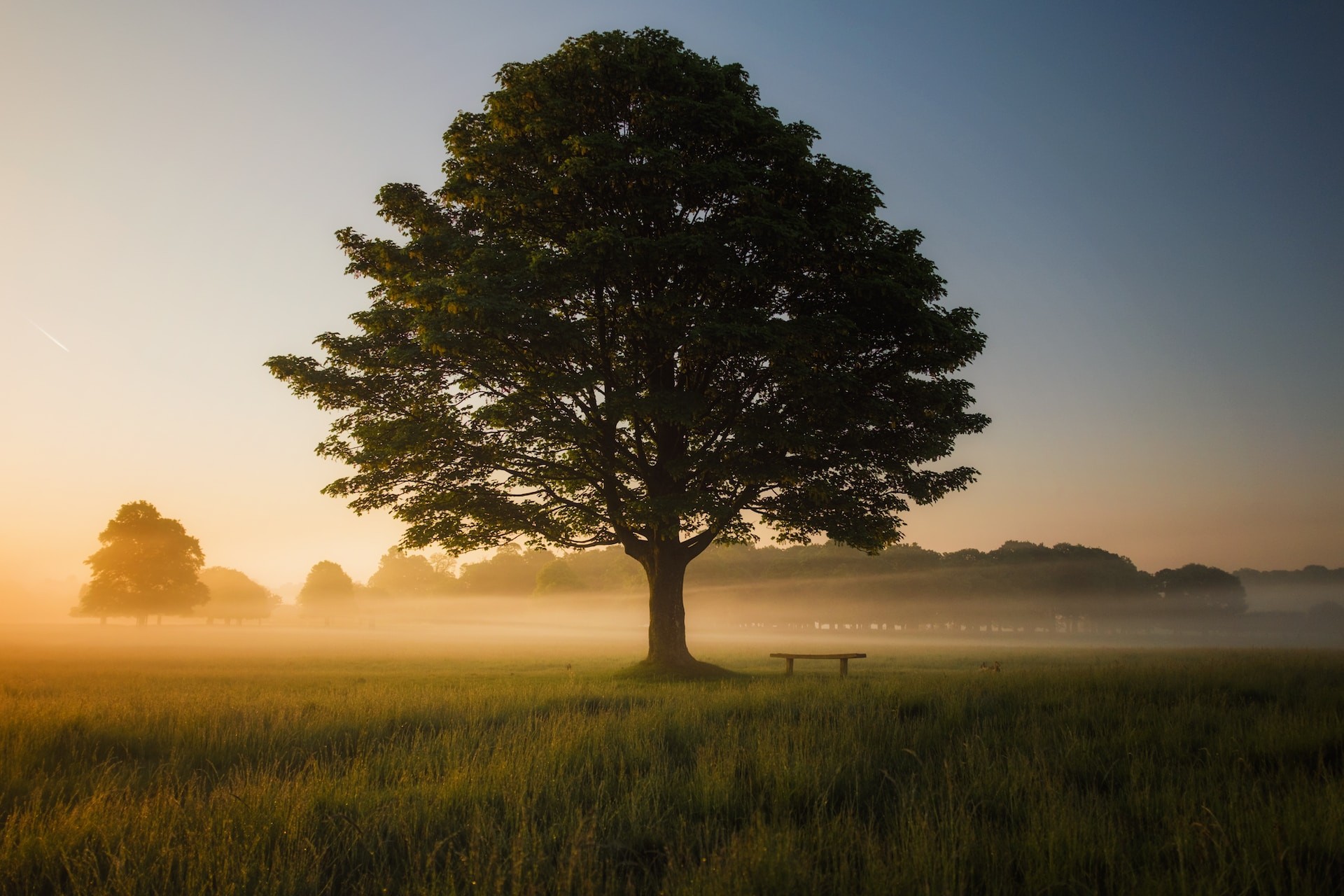 tree in the middle of a field