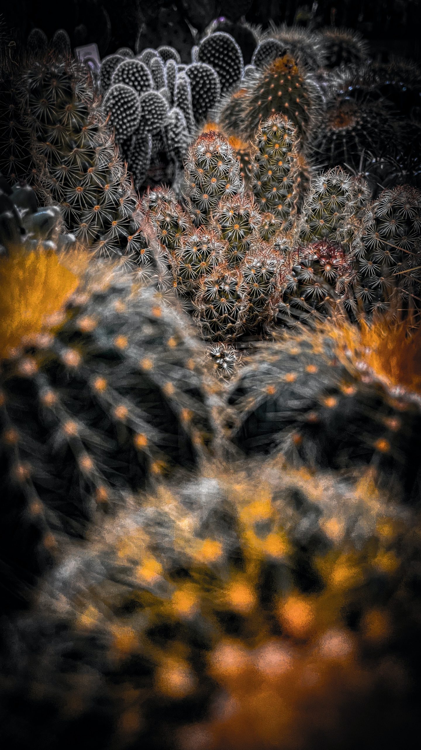 a bunch of cacti