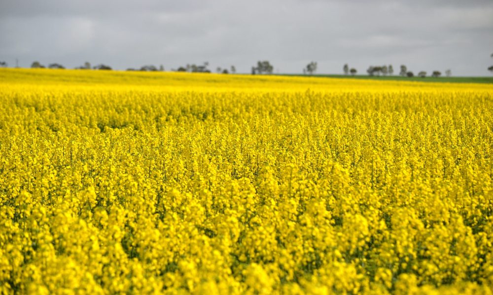 a canola field