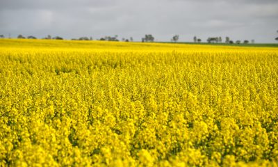 a canola field