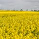 a canola field