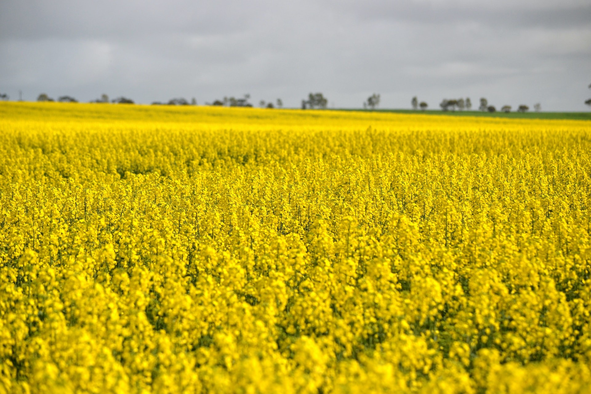 a canola field