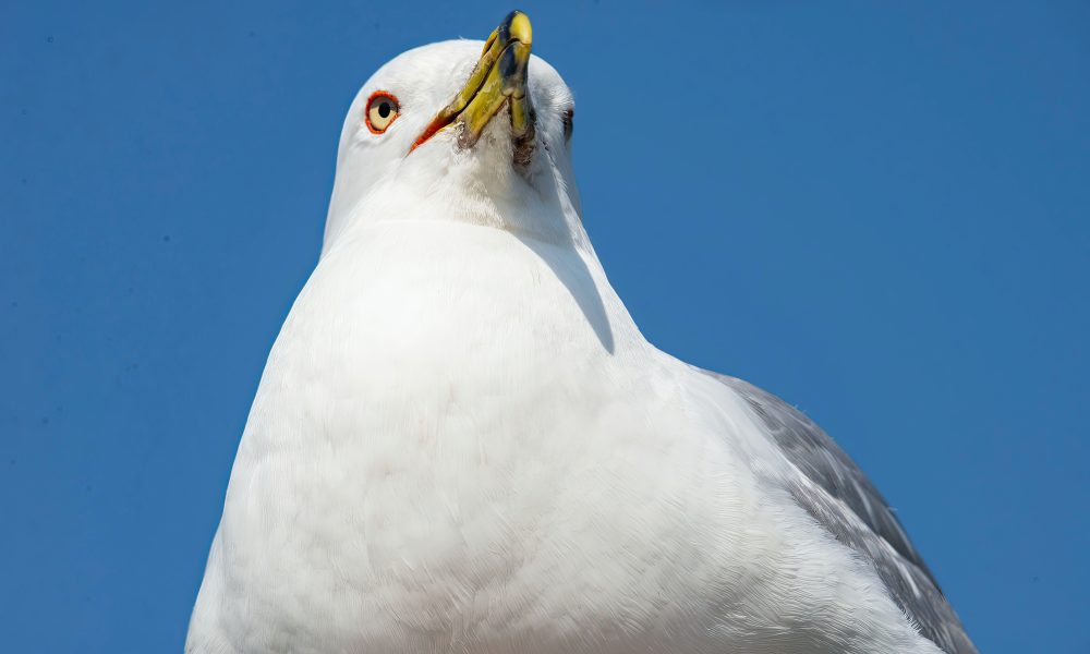 White Bird in Close Up Photography