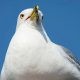 White Bird in Close Up Photography