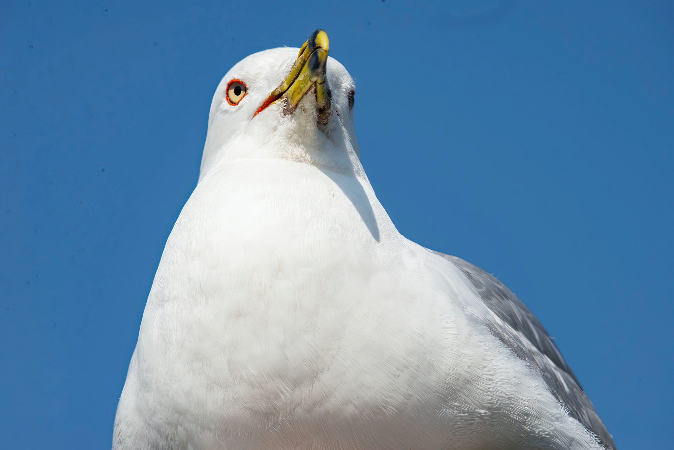 White Bird in Close Up Photography