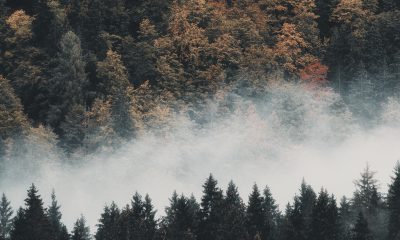 Forests and Mist