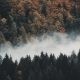 Forests and Mist