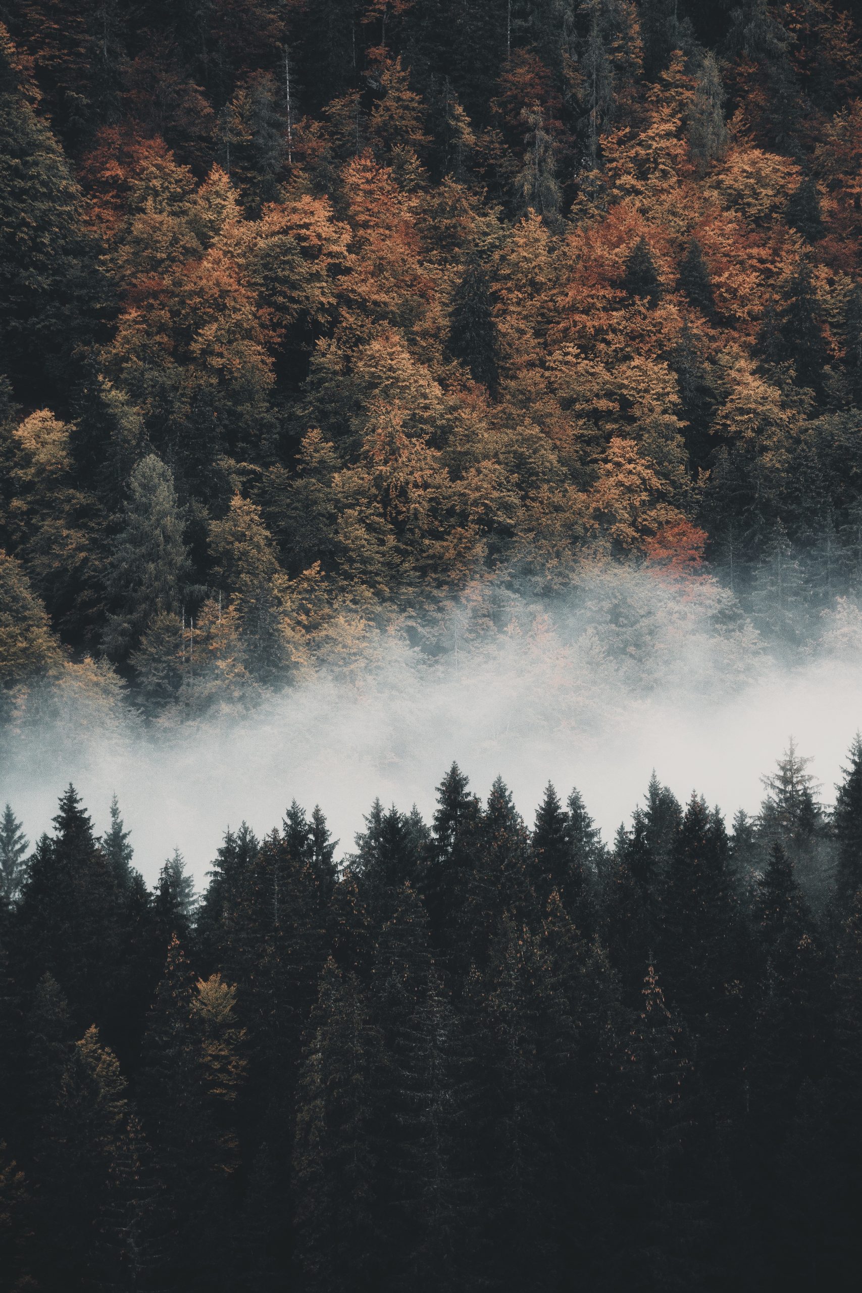 Forests and Mist