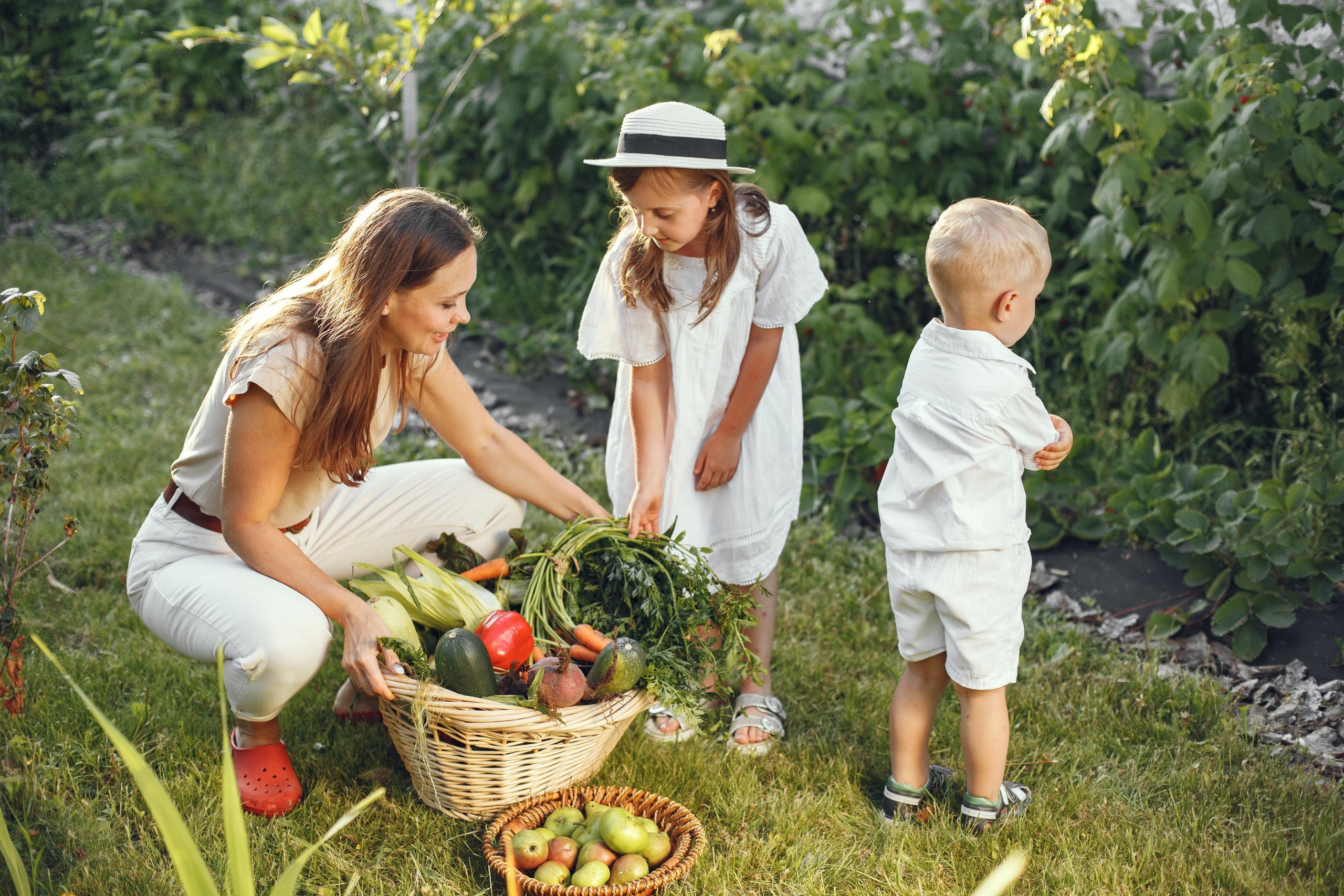 Woman in Brown Shirt and White Pants Harvesting Fresh Vegetables