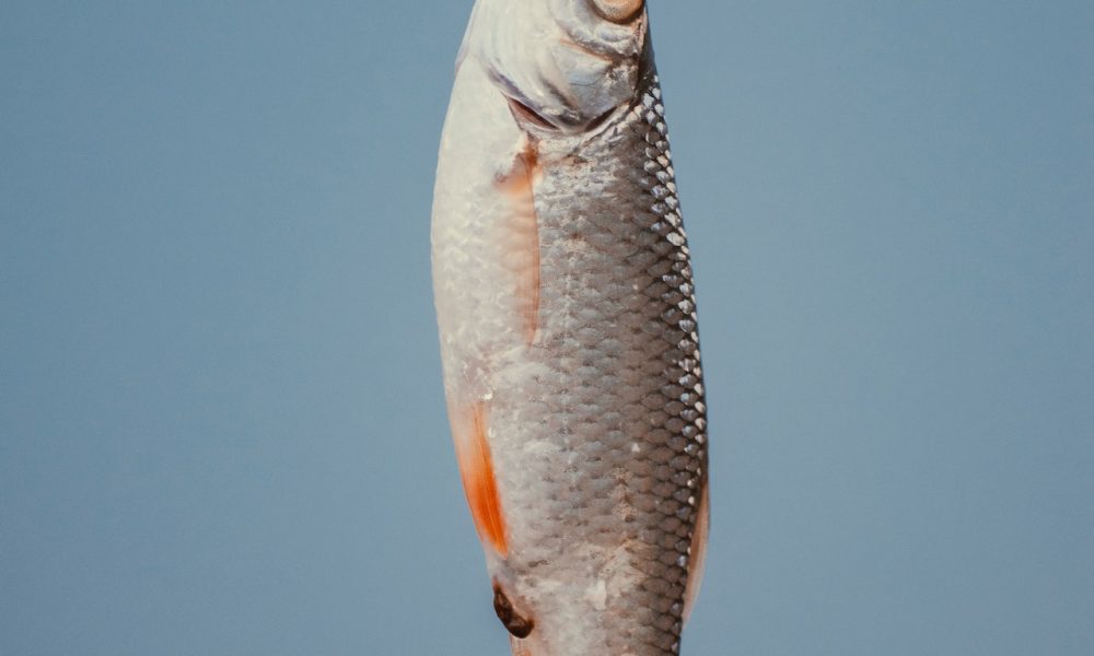 caught fish