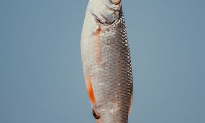 caught fish