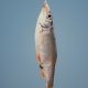 caught fish