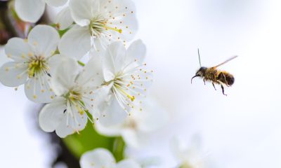 Brown Flying Bee