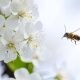 Brown Flying Bee