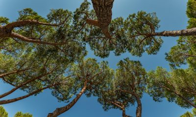 trees worm's eye view