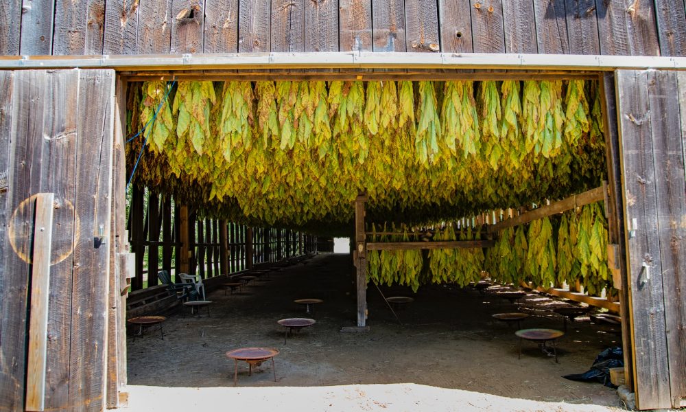 hanging tobaccos in a barn house