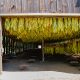 hanging tobaccos in a barn house