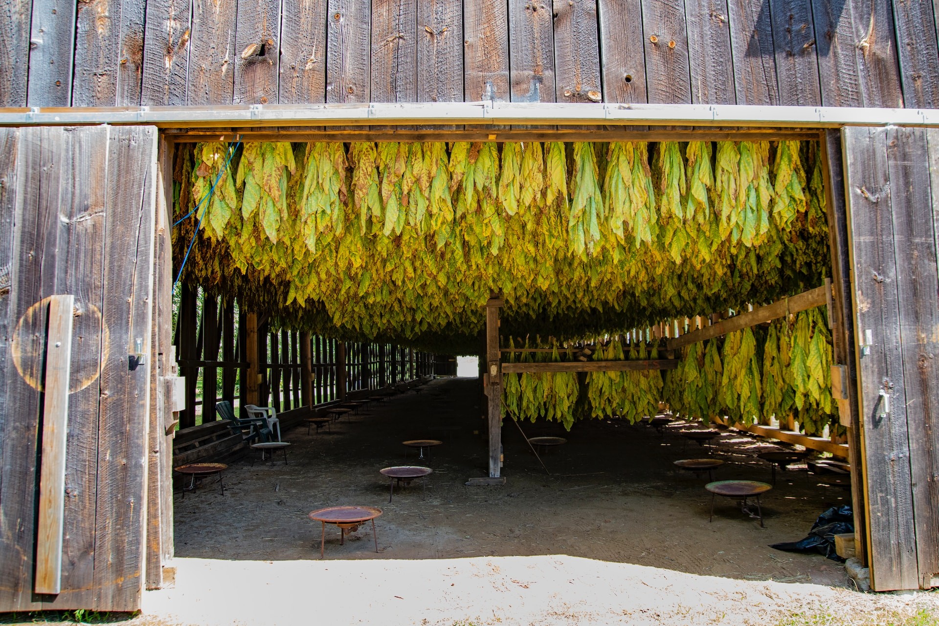 hanging tobaccos in a barn house