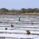 Salt Farm in Bani, Pangasinan