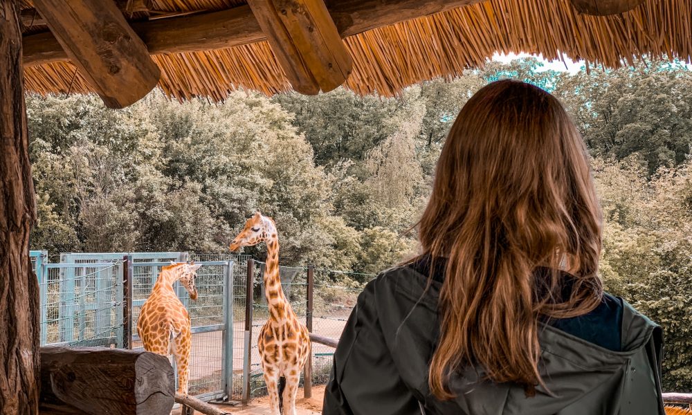 woman looking at giraffes
