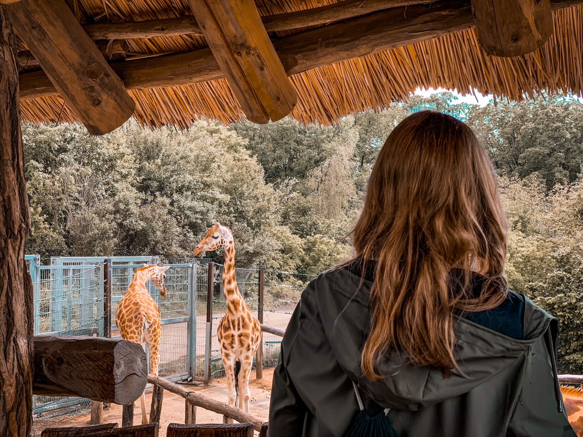 woman looking at giraffes