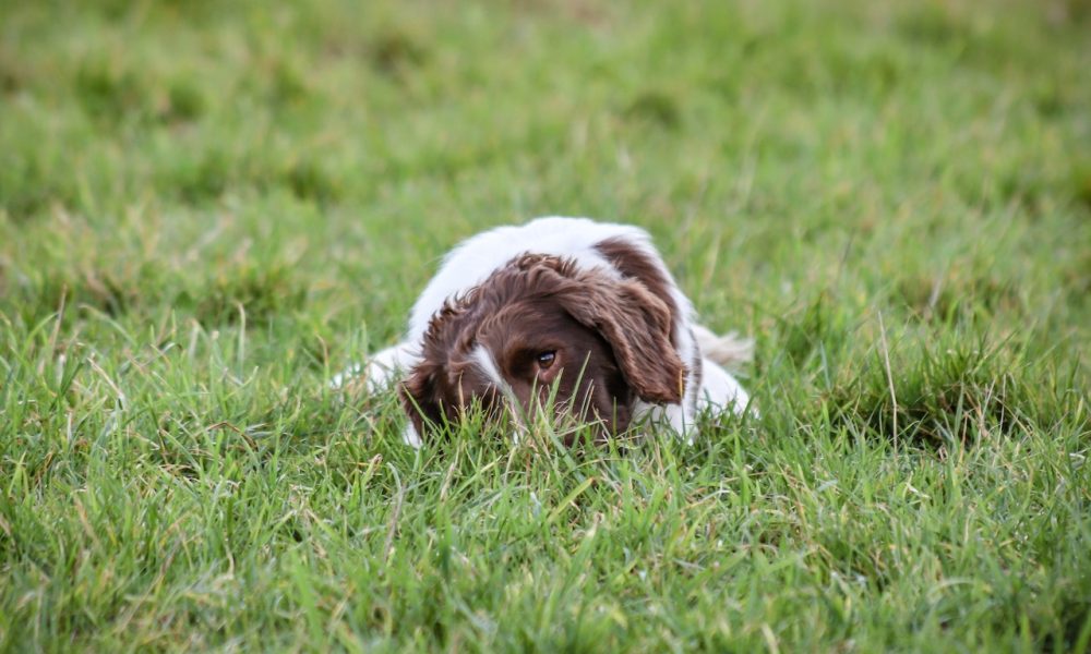 dog lying on grass