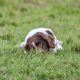 dog lying on grass