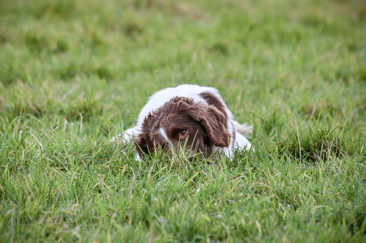 dog lying on grass