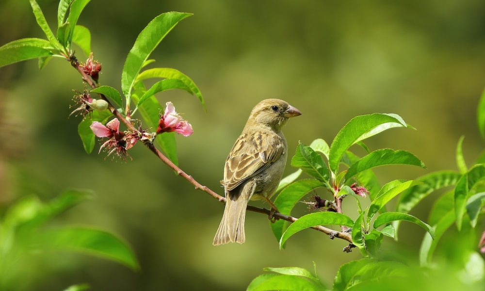 bird and leaves