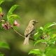 bird and leaves