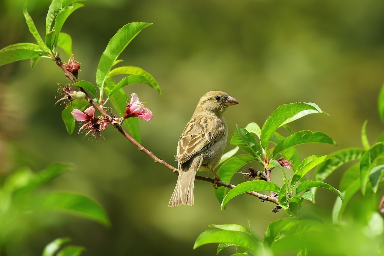 bird and leaves