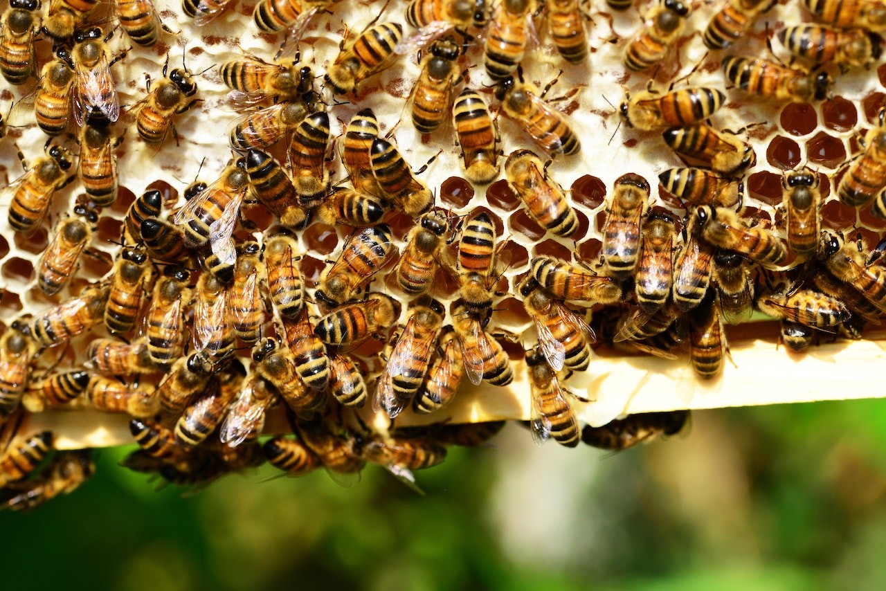 honeycomb bees