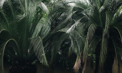 palm trees