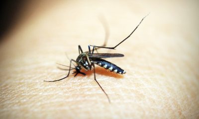 mosquito on skin