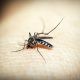 mosquito on skin