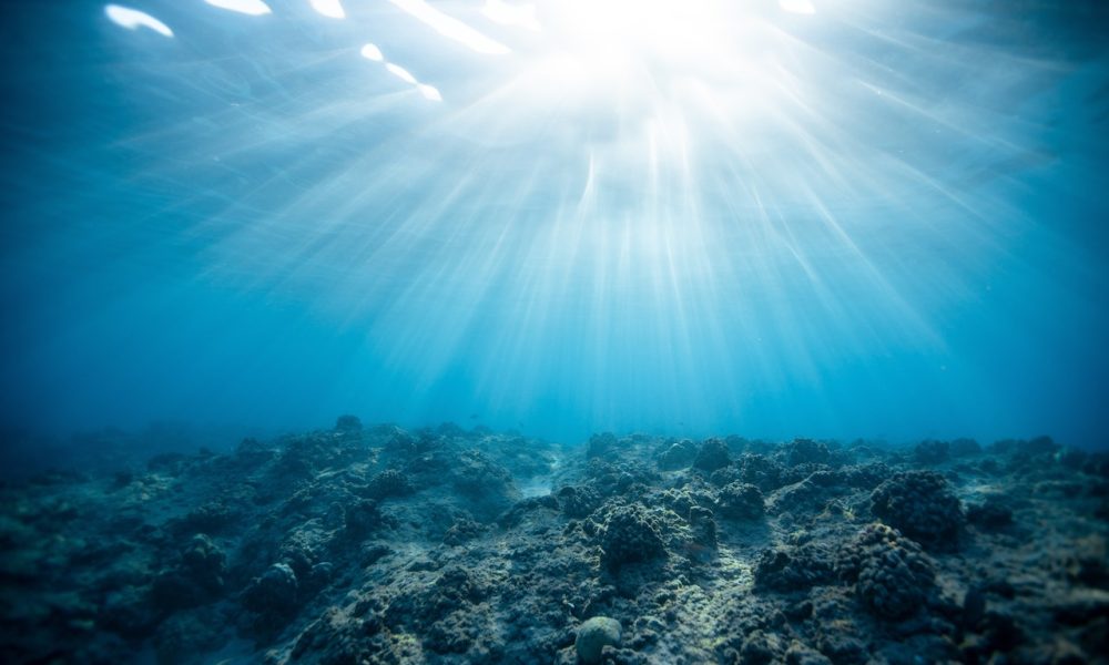 corals underwater