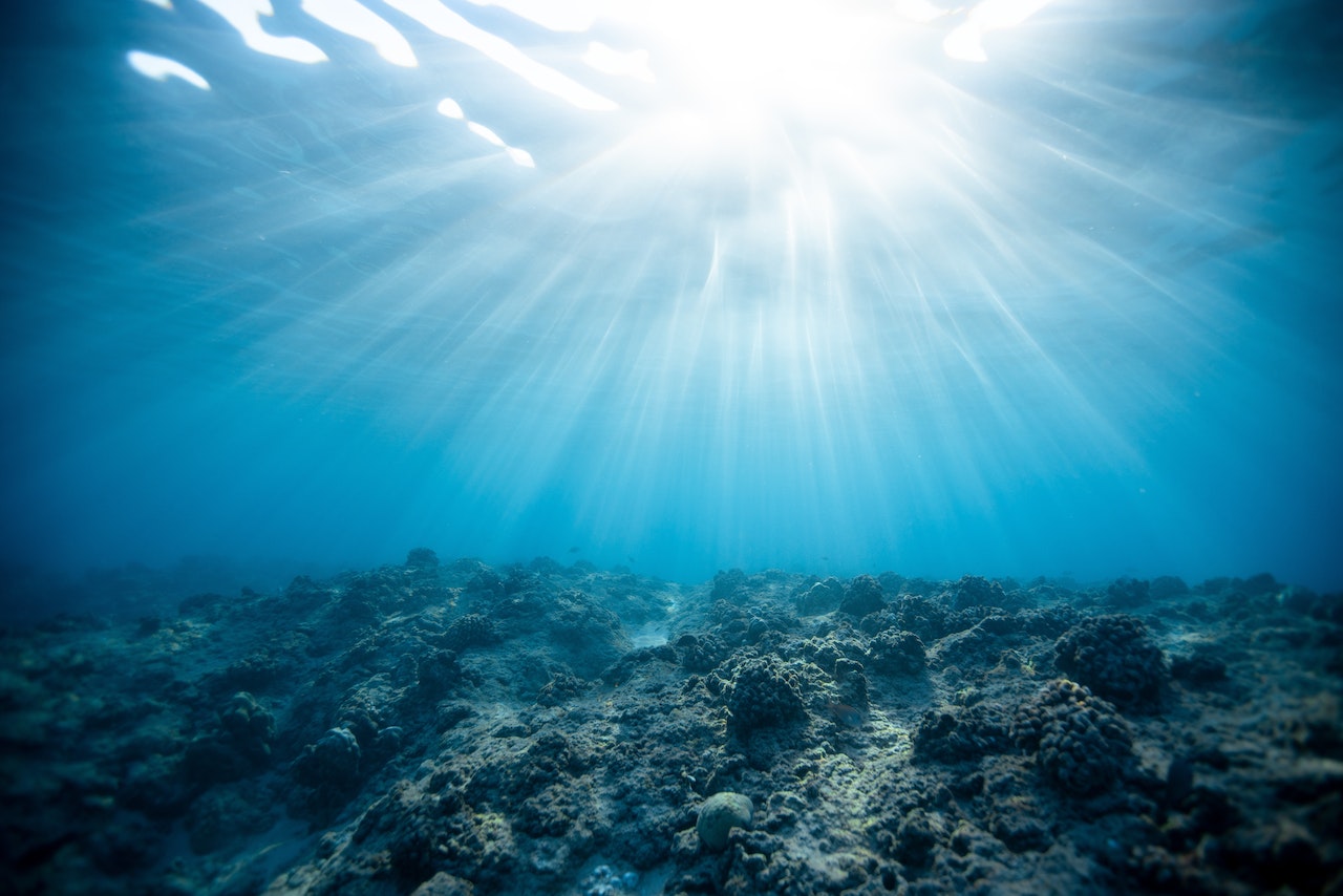 corals underwater