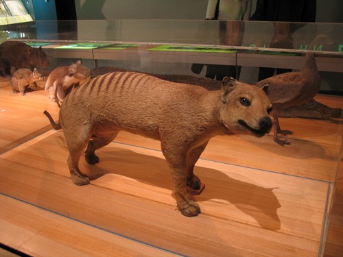 Century-old samples reveal the brain of the Tasmanian tiger - Faculty of  Medicine - University of Queensland