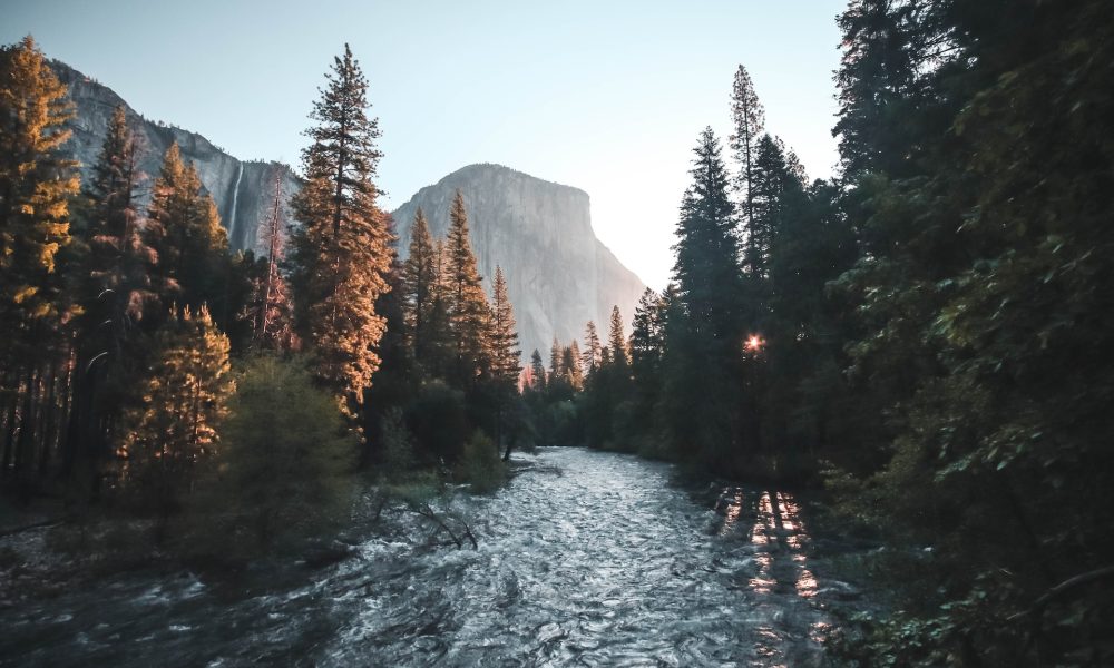 river and trees