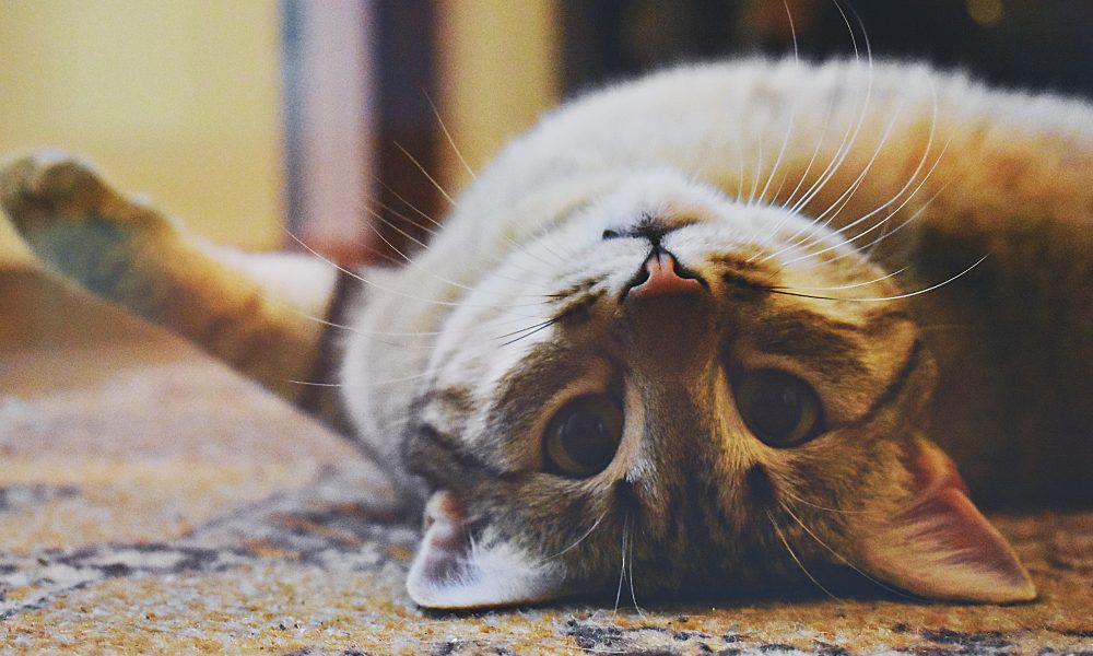 Playful Cat lying on a Carpet