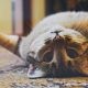 Playful Cat lying on a Carpet