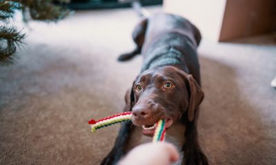 dog playing his toy