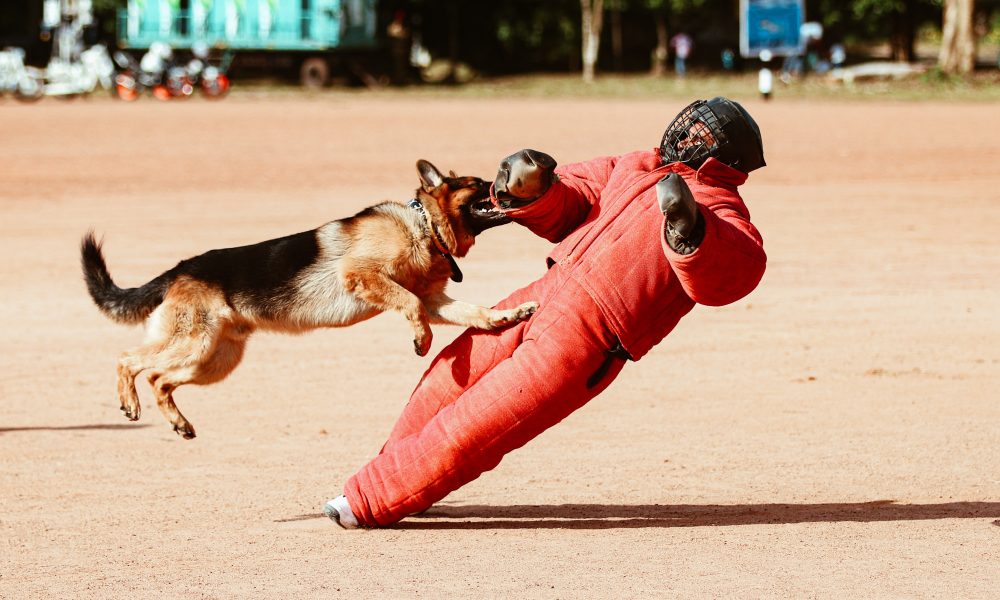 German Shepherd Attacking a Dog Trainer