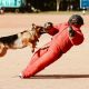 German Shepherd Attacking a Dog Trainer