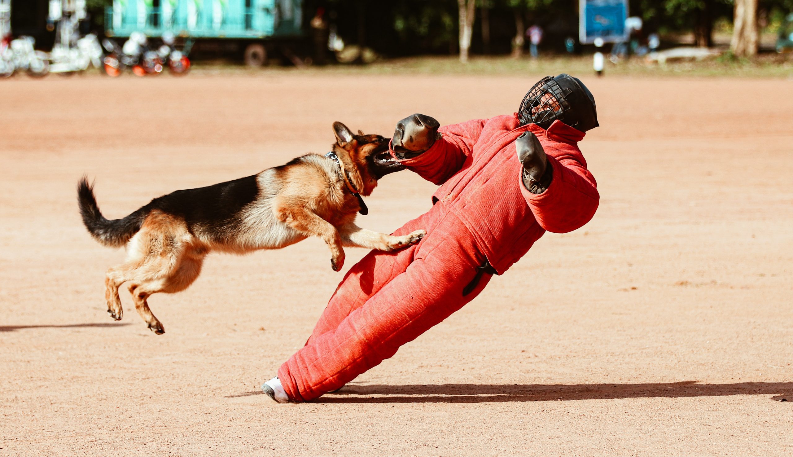 German Shepherd Attacking a Dog Trainer