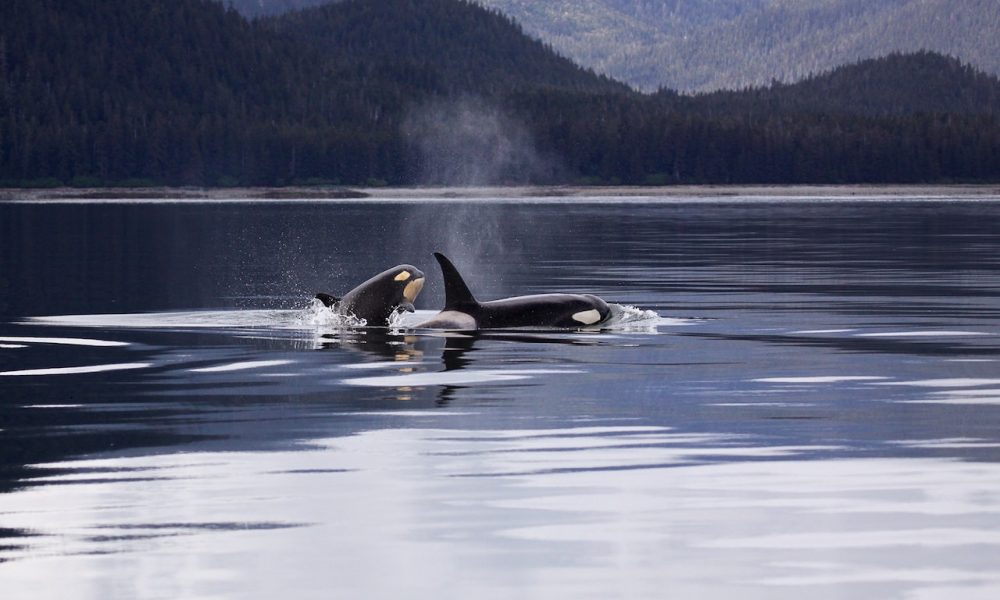 whales on lake