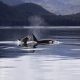 whales on lake