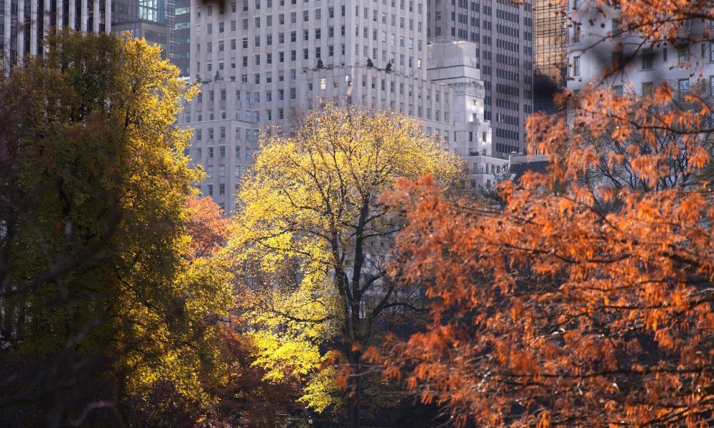 buildings trees